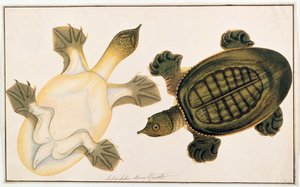 Tartaruga fluviale, Labie Labu, da Disegni di animali, insetti e rettili di Malacca, c.1805-18 da Chinese School